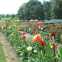 Dahlia Gardens, Parks and Displays including the Dutch Floriade